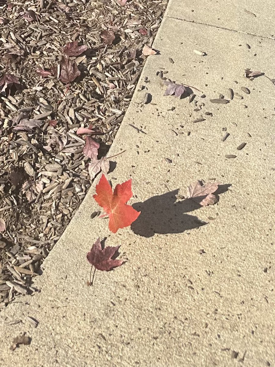 LHEStructuredPK's tweet photo. We’re “falling” for the red leaves on our playground 🍂🍁 #OnThePreKPlaygroud #ItsFall #RedLeaves #LHECMES #StructuredPreK https://t.co/6zBHPy1CPt
