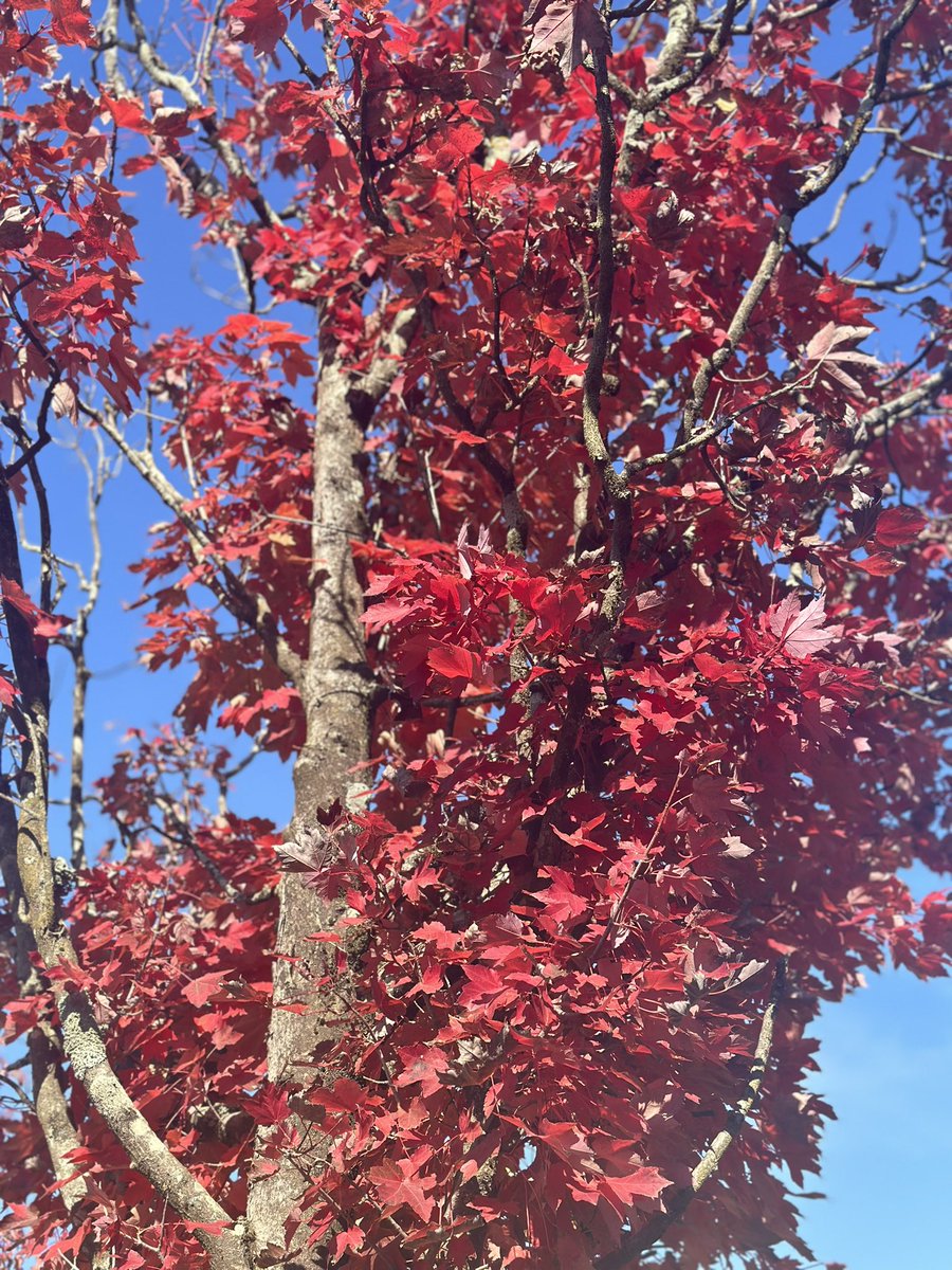 LHEStructuredPK's tweet photo. We’re “falling” for the red leaves on our playground 🍂🍁 #OnThePreKPlaygroud #ItsFall #RedLeaves #LHECMES #StructuredPreK https://t.co/6zBHPy1CPt