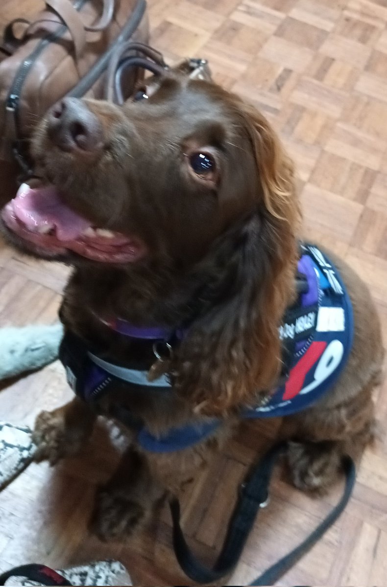 Very proud to say that TVP will be introducing 7 new OK9 Wellbeing Dog handlers and their lovely dogs very soon, new pals for Henley,  Dylan, Luis and Snoopy - more exciting news soon #TVP OK9 Wellbeing Dogs <a href="/OscarKiloNine/">OscarKilo9</a> <a href="/OscarKiloUK/">Oscar Kilo</a>