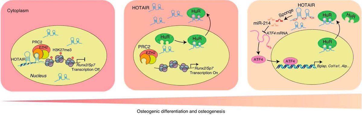 BoneRes_Office's tweet image. Discovery: HuR-driven translocation of HOTAIR #lncRNA boosts bone formation by influencing #BMSC differentiation &amp;amp; osteoblast function. This offers fresh insights for tackling bone loss. #BoneResearch  #Osteogenesis. 
Details: nature.com/articles/s4141…