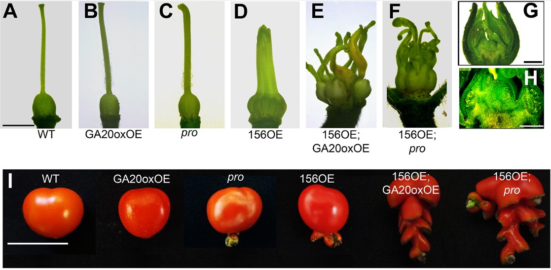 Gibberellin and miRNA156-targeted SlSBP genes synergistically regulate tomato floral meristem determinacy and ovary patterning Read this Research Article from Leticia Ferigolo, Mateus Vicente, Joao Correa, Fabio Nogueira @FabioTebaldi3 and colleagues: journals.biologists.com/dev/article/15…