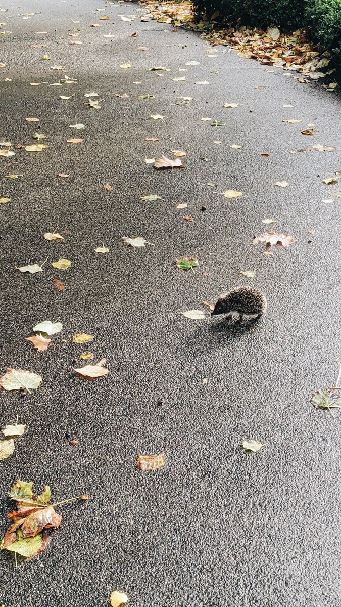 windprincess's tweet photo. Letzte Woche am Weg ins Büro einfach mal diesem Cutie übern Weg gelaufen. 🥰 https://t.co/ROjnHNtD4s