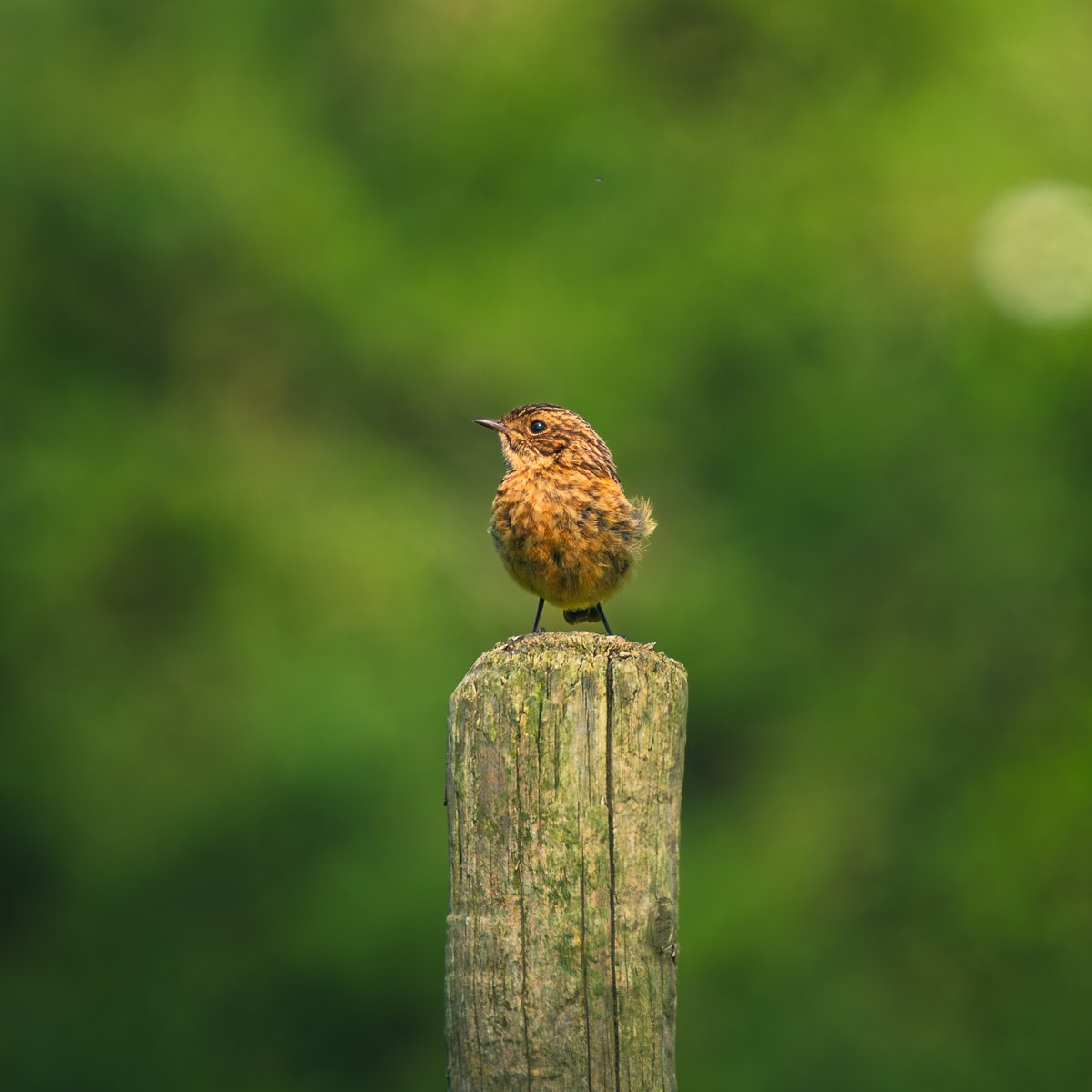 Morning everyone! I hope you're all keeping well

As you may have noticed I've not been online for a while and that's because I've been unwell and am putting board game reviews on hold for the time being.

So please enjoy these final two reviews for <a href="/HobbyWorldInt/">Hobby World</a> 1/3