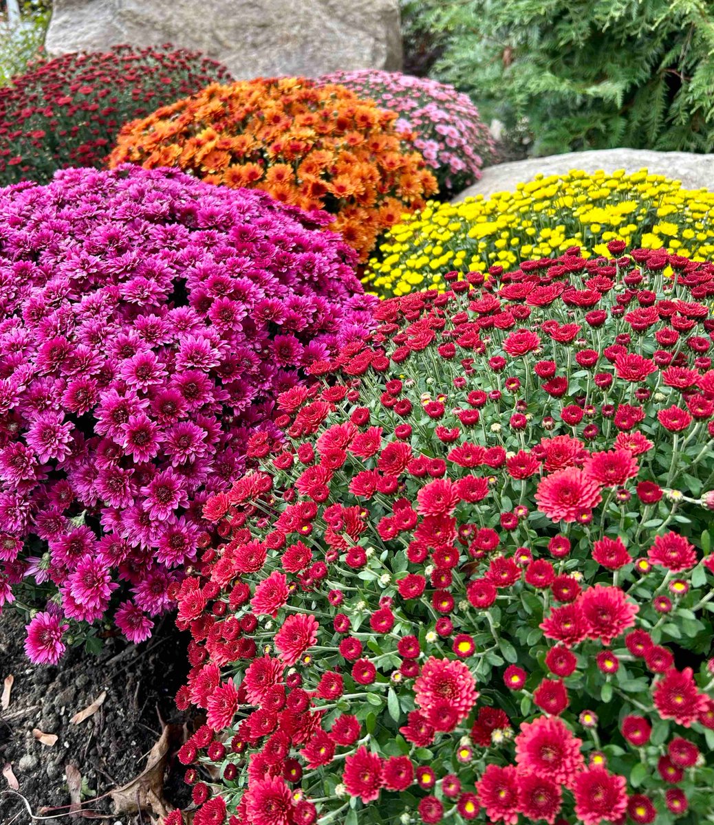 DAAlexanderCo's tweet image. There are thousands of varieties, and mums can be yellow, red, orange, white, pink, and purple. You can also find plenty of different flower forms, while button mums are among the most common.
💮🍂🌳
#daalexander #mums #fallflowers #landscapedesign #garden #loveyourlandscape