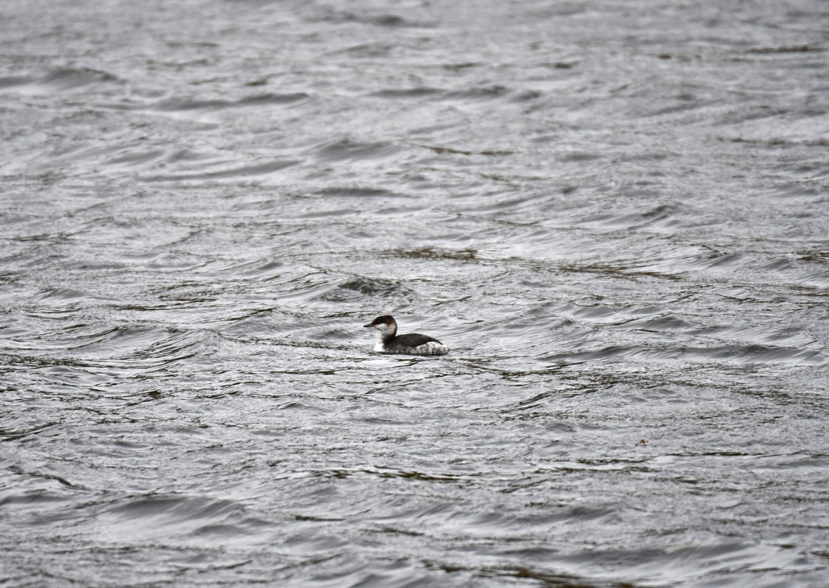 HolyroodRanger's tweet photo. Some interesting visitors on our lochs this week 🦆 Slavonian Grebe still present on St Margaret's this morning and a female Scaup at Linlithgow on Monday @birdinglothian https://t.co/foVW5NDuxT