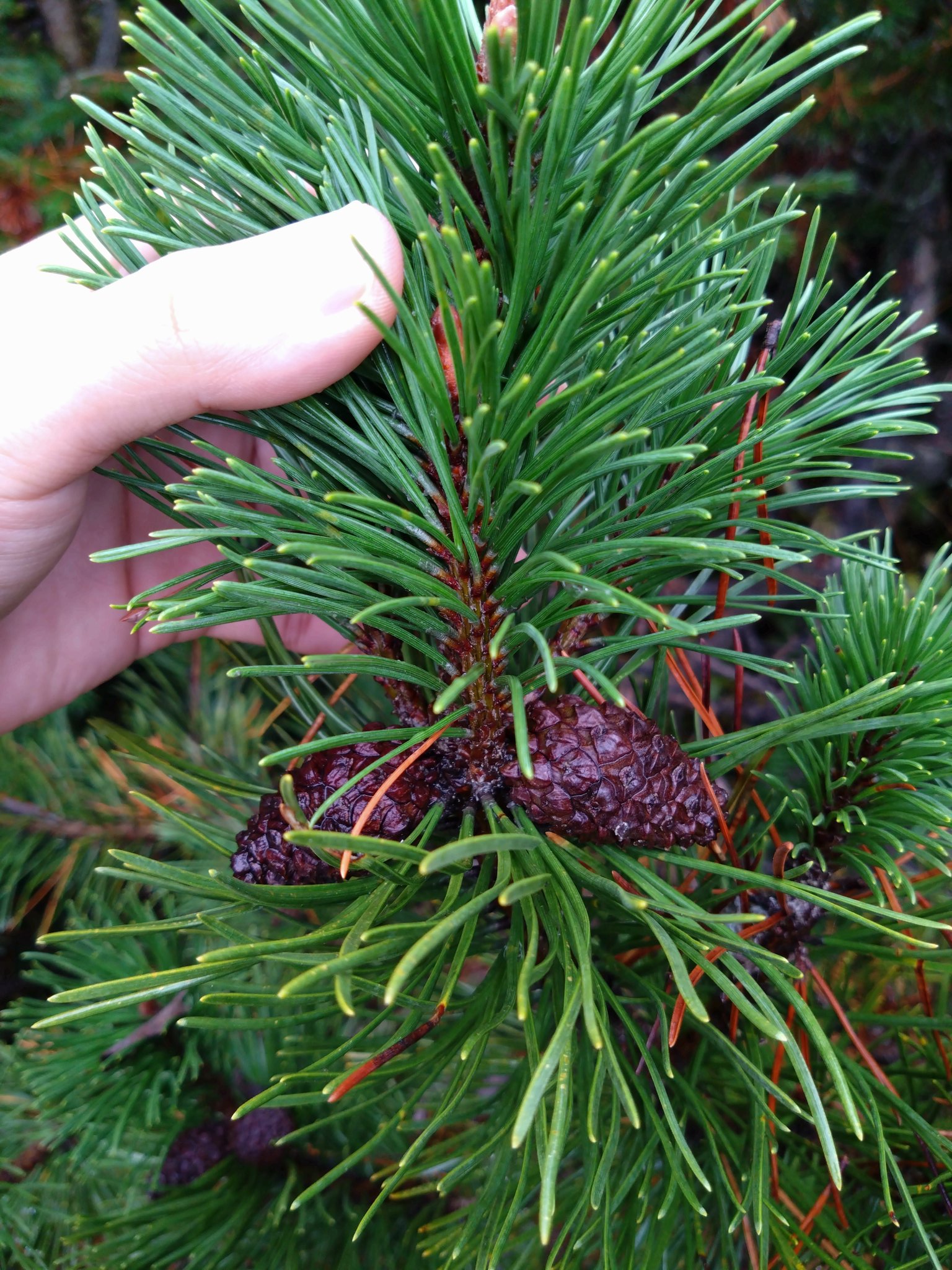 モンタナマツ バレーラ pinus mugo 水っぽく ムゴマツ 松 針葉樹 苗