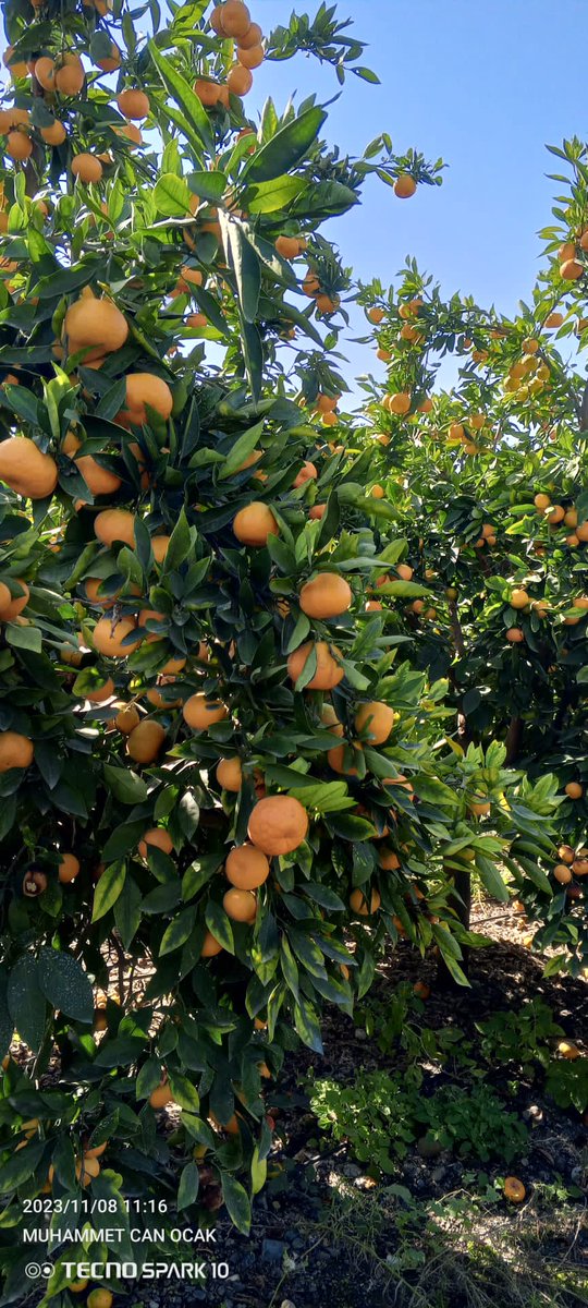 Hatay Erzin'de bir mandalina bahçesi

400 ton civarı 1. sınıf erkenci mandarin

Eylül sonu Ekim başı hasat edilmesi gerekiyordu ama kimse almadı

Geçen yıl üreticinin kilosunu 4.5 TL'den sattığı ürün bu yıl 1 TL'den satıldı.

TARSİM bile poliçelerini kg başına 6 TL'den yapmıştı.