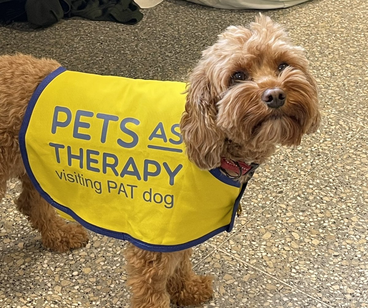 BartsHVolunteers (@bartsvolunteers) on Twitter photo ๐พ Exciting news! ๐ Welcoming our newest furry friend to @RoyalLondonHosp ! ๐ถ๐ค Meet Archie, spreading joy and comfort one paw at a time. ๐พโค๏ธ #PetTherapy #NewVolunteer <a href="/PetsAsTherapyUK/">Pets As Therapy</a> ๐ ๐พ Exciting news! ๐ Welcoming our newest furry friend to @RoyalLondonHosp ! ๐ถ๐ค Meet Archie, spreading joy and comfort one paw at a time. ๐พโค๏ธ #PetTherapy #NewVolunteer <a href="/PetsAsTherapyUK/">Pets As Therapy</a> ๐