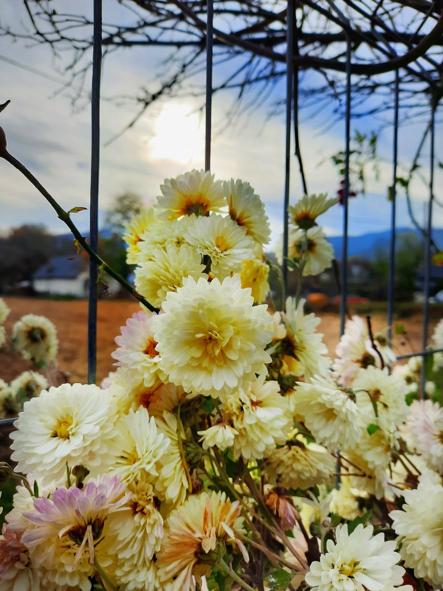 #ShowtimeMagpasikat2023 #PapaEnApuros #UkraineRussiaWar #MHASpoilers #GranHermanoChile #nsfwaudio #Flowers #FLOWER #LikeADragonGaiden #likefornlike #TroyKartaGeciyoruz