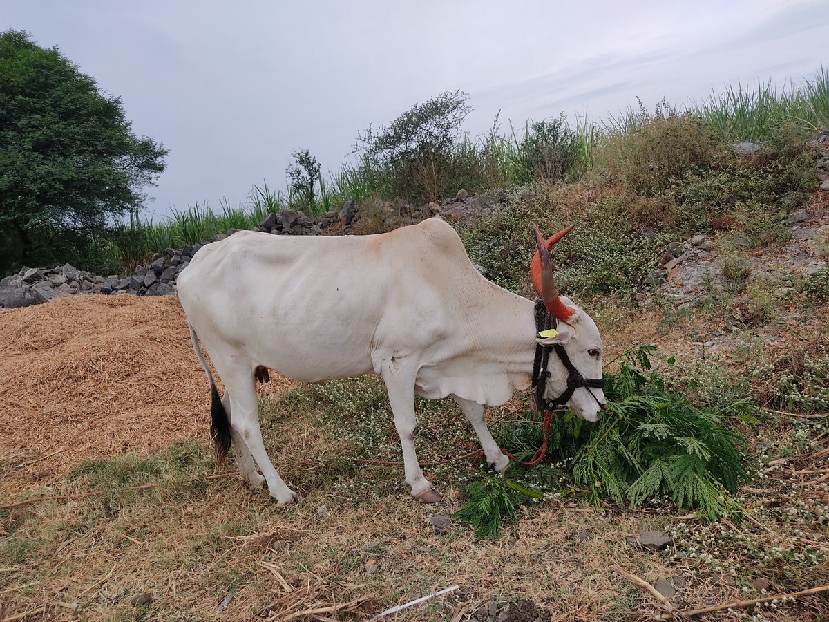 GlobalSandesh's tweet photo. So how often you take cows for grazing??
#IndigenousCows
Like and repost if you love farming. https://t.co/vQA8kEtlNk