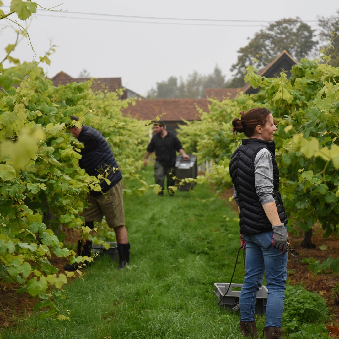 The WineGB Yield Survey 2023 is open for you to share your harvest data. Your information will help us create industry models and produce helpful reports. Input from all GB vineyards welcome. Your data will be kept confidential. Participate here: bit.ly/3snrSW5