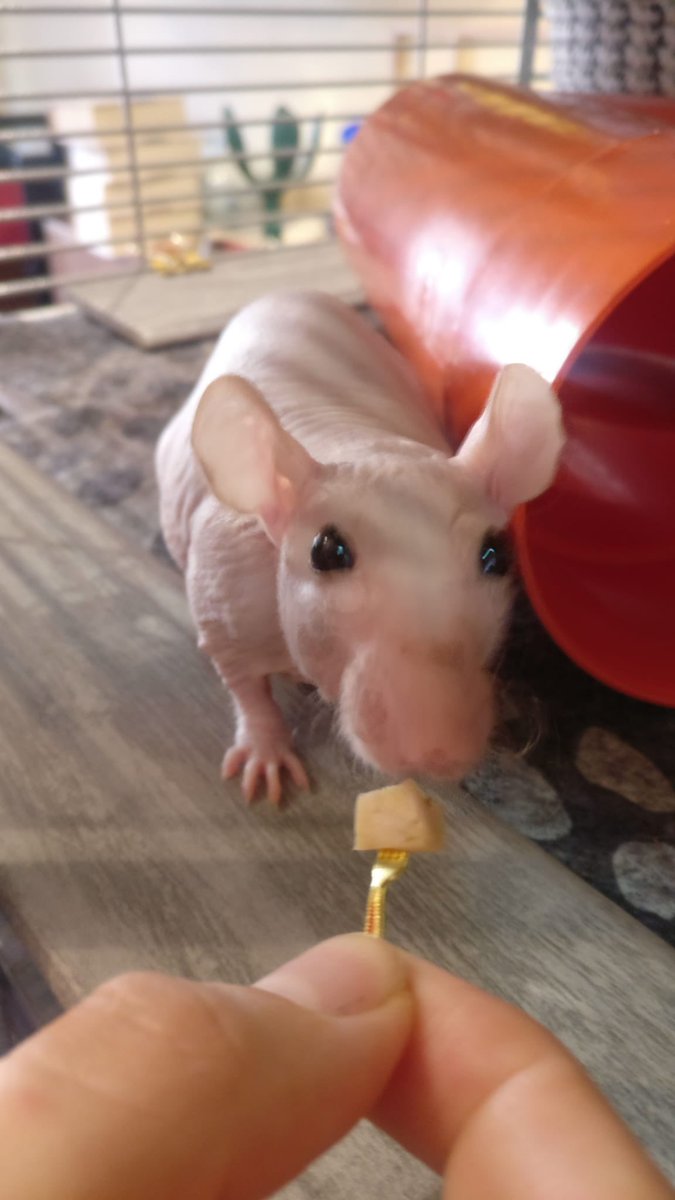 Tenero rattino di mezzogiorno