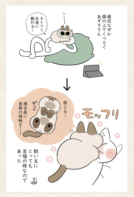 ムッチィィ #シャム猫あずきさんは世界の中心