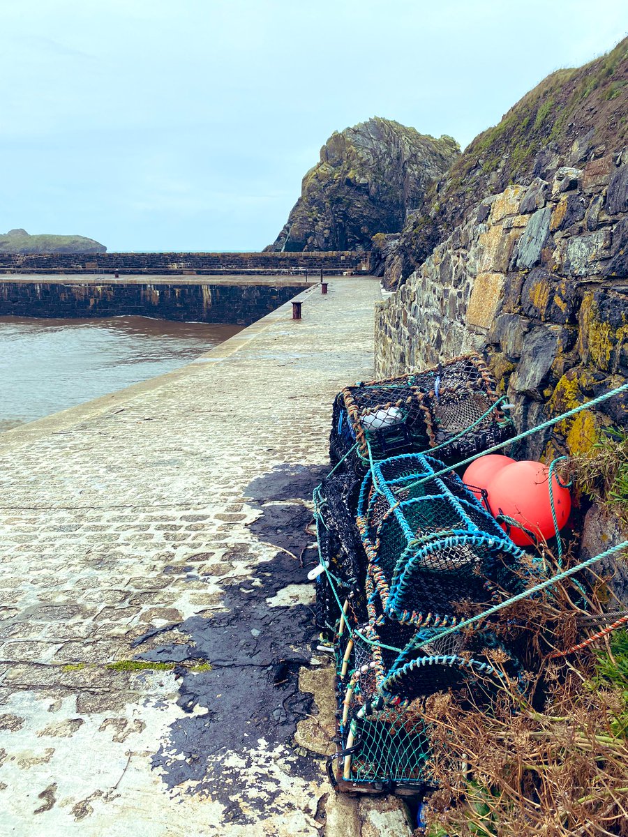 sidtaylor_26's tweet image. This morning walk @Mullionharbour @pennytaylor03 #cornishviews #cornwall