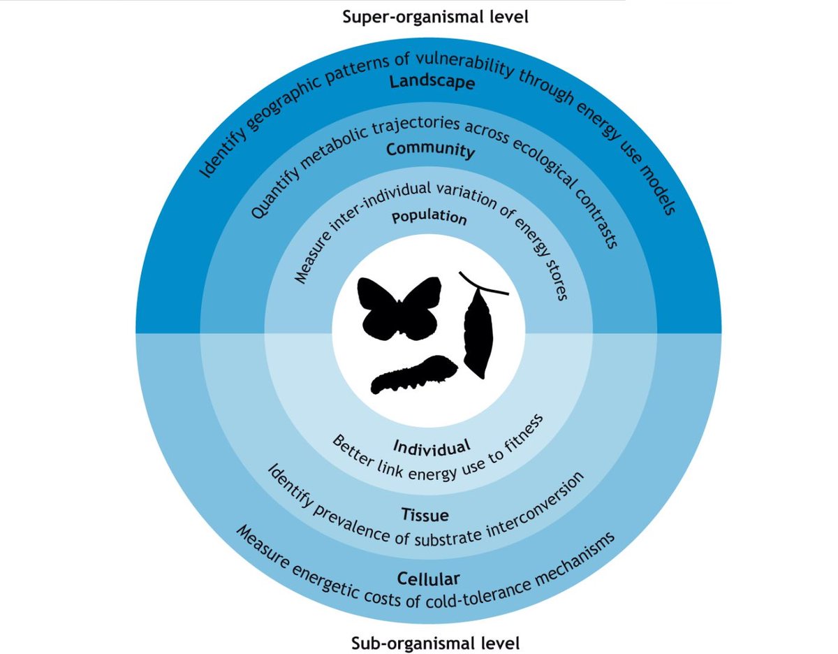 J_Exp_Biol's tweet image. In their #JEB100 Centenary Commentary, Roberts, Szejner-Sigal &amp;amp; Lehmann discuss the current state of research into the energetics of #dormancy in #insects, unanswered questions &amp;amp; the future directions of the field.

journals.biologists.com/jeb/article/22…

#entomology #Science #Biology
