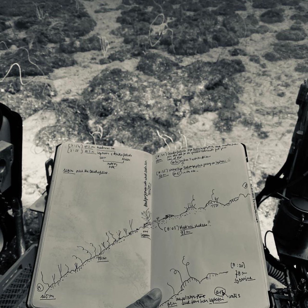 #meetyourhabbs 

Introducing the heart of the HaBB lab: Associate Professor Francesca Benzoni. She is our coral taxonomy guru 🧘🏻‍♀️, with more than 20 years of experience in the field.

Follow us to know more about her work and our team discoveries 🪸🦀🌊