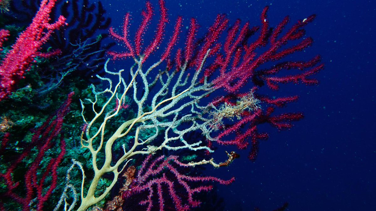 „Das große Risiko für den Mittelmeerraum ist, dass sich die Klimaphänomene, die aus der Sahara eine Wüste machen, nach Norden verschieben“, PIK Forscherin Giorgia Di Capua zu #Klimaextremen am #Mittelmeer riffreporter.de/de/umwelt/mitt…