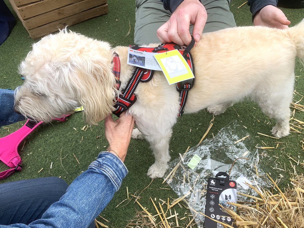 ThatDogUK's tweet photo. Today was a truly fun day, and we're so grateful to be a part of this amazing London community of pet lovers. Great to see so many dogs sporting brand-new harnesses and cosy coats. Why not get yours from https://t.co/nsN8XosDzy #DogsofUK #UKDogs #DogsofLondon #dogsofx #dogs https://t.co/DS04QbNNW2
