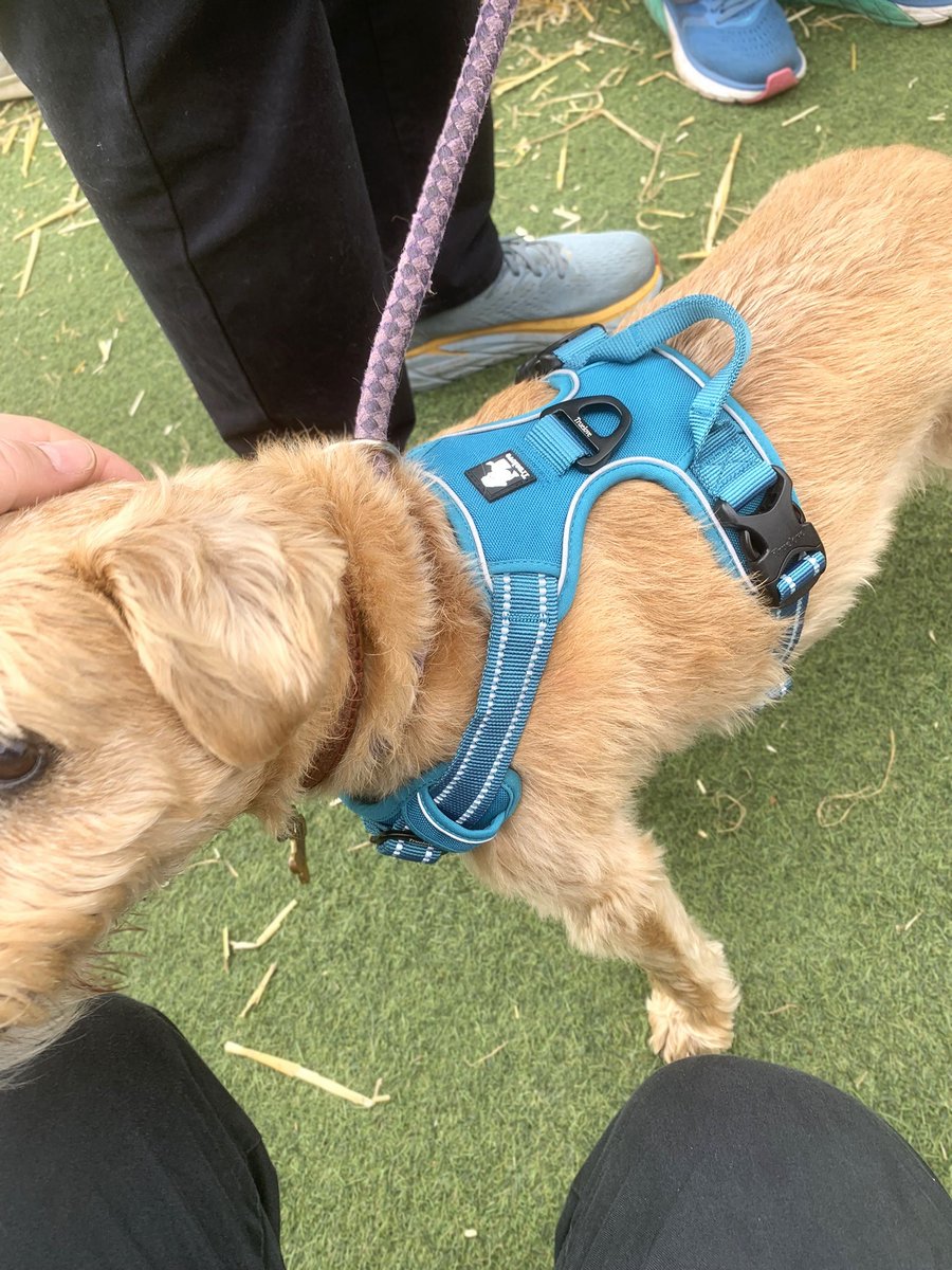Today was a truly fun day, and we're so grateful to be a part of this amazing London community of pet lovers. Great to see so many dogs sporting brand-new harnesses and cosy coats. Why not get yours from thatdog.com #DogsofUK #UKDogs #DogsofLondon #dogsofx #dogs