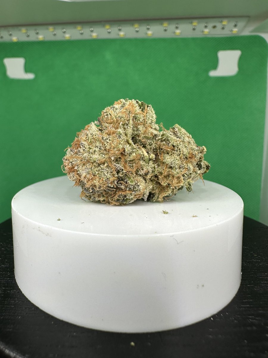 ehonda500mob's tweet photo. Cake Bomb
[Do-Si-Dos x PCS1]
PCS1 = [Wifi 3 x (Scotts OG x Casper OG] 
@EvermoreCanna 

THCa: 32.73%
Terps: 3.13%

Dominant Terps:
Myrcene: 1.45%
Limonene: 0.45%
Caryophyllene: 0.40%

Flavor Profile:
OG’s and Gas

Aroma: Sweet and Gassy https://t.co/hzzUqRJUjv