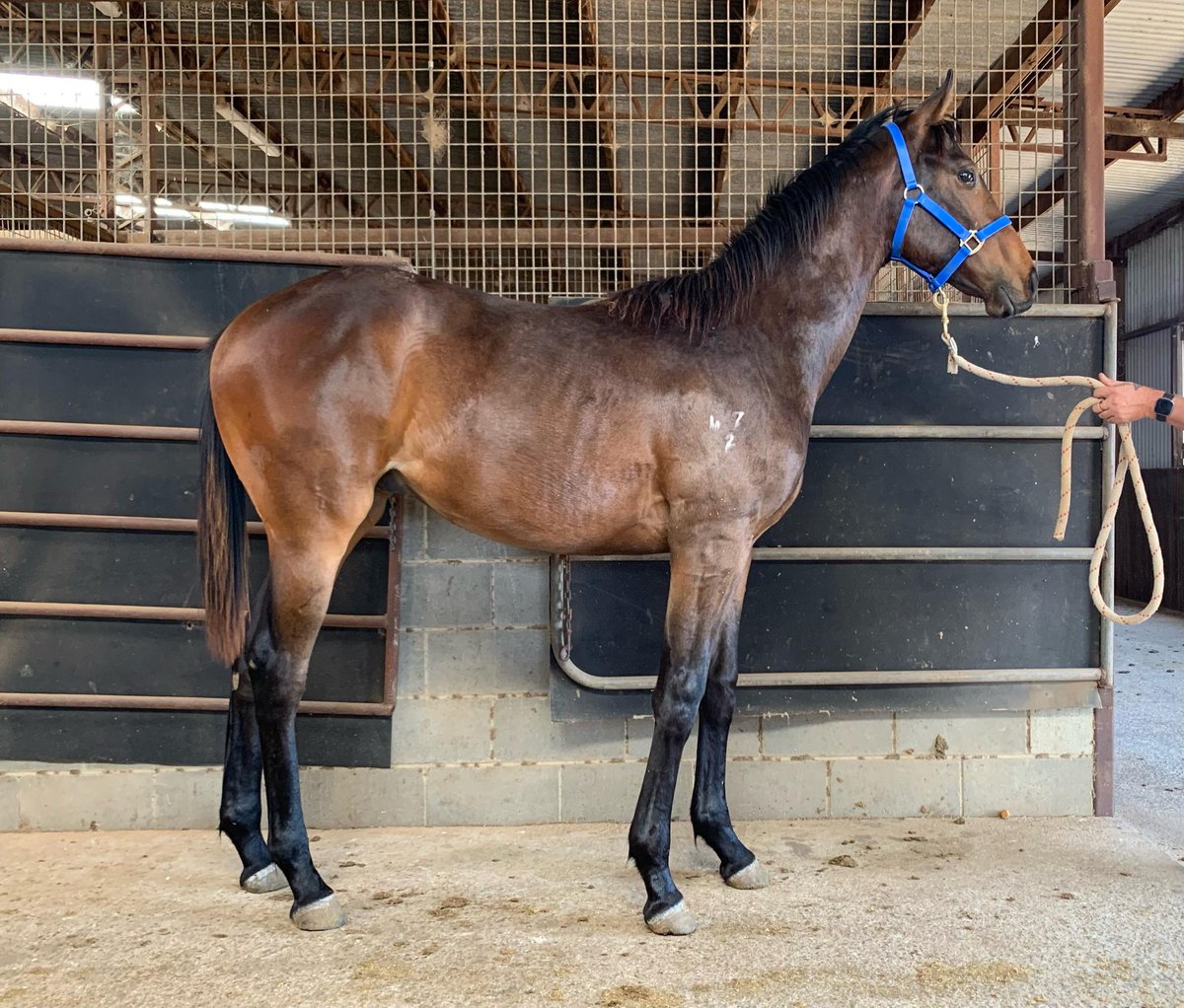 TanksMt's tweet photo. Toes well and truly dipped into the breeding game now. Worthy Cause Yearling Colt and a Love Conquers All Filly on the ground. Highly recommended the team at @CMFThoroughbred for those first time breeders like myself. https://t.co/DDozxlNw0B