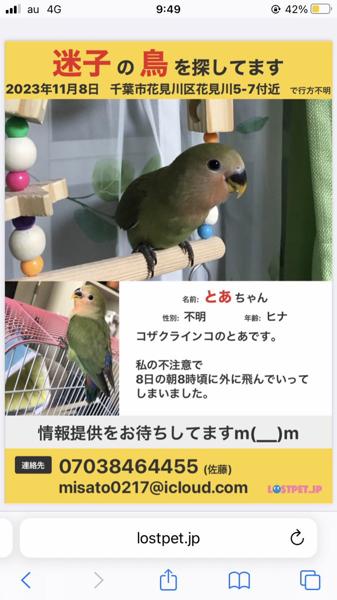 IVZvxl05o5pa4z1's tweet photo. 2023年11月8日　午前8時頃に外に飛んでいってしまいました｡
見かけた方や保護してくださっている方がいらっしゃいましたら
こちらか千葉北警察署まで
ご連絡ください｡

宜しくお願い致します｡ https://t.co/VDy1LiZU0Q