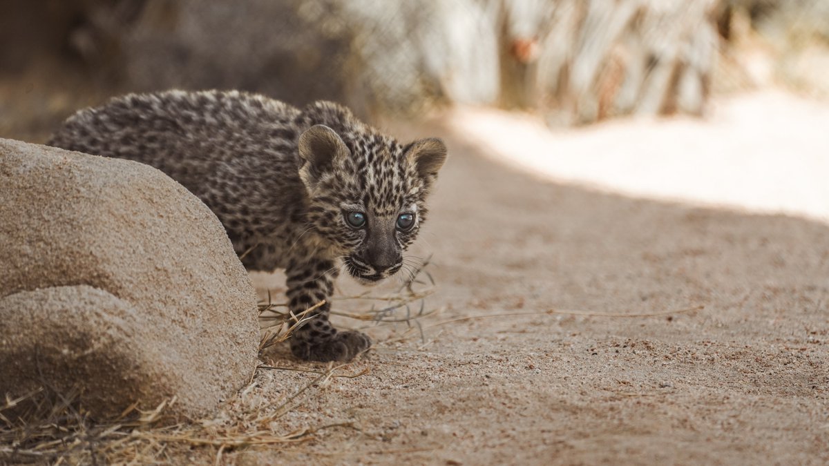 Under the directives of HRH, The Crown Prince, and the follow up of HH @BadrFAlSaud, @RCU_SA celebrates the birth of 7 new Arabian Leopard cubs as part of our commitment to the protection and eventual reintroduction of this endangered species into the wild

#AlUla #ArabianLeopard