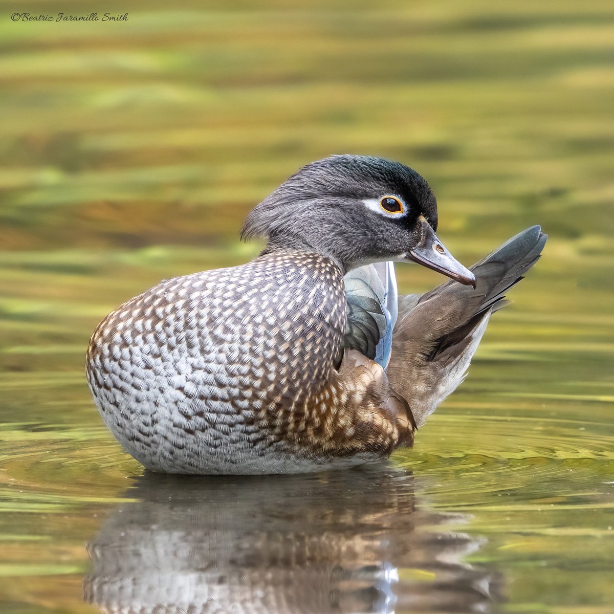 Female Wood Duck @CentralPark_NYC #birdcpp #fallmigration2023 #ducks #migratorybirds #birdingphotography #birdscentralpark #birdwatching #birdingphotography