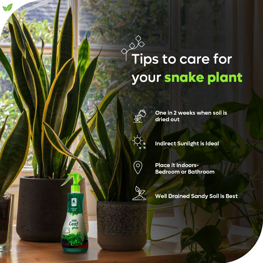 For healthy growth of your #snakeplants, provide them with indirect light, infrequent watering, and well-draining soil. 

#snakeplant #indoorplants #snakeplants #plantsindoors #plantsinmyspace #plantsinterior #houseplants #urbanjungle #gardener #backyardgardener
