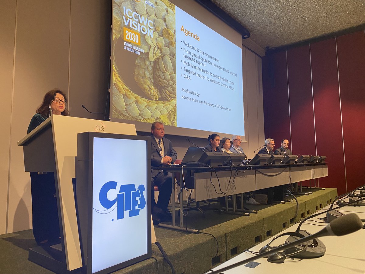 #HappeningNow at #CITESSC77! @CITES SG @ivonnehiguero is opening the #ICCWC side event on 'Enhanced Responses to Combat Wildlife Crime'. We will hear from ICCWC partners about: 👮 Global operations & national support 🔬 Mobilizing forensics 🌍 Support to West & Central Africa