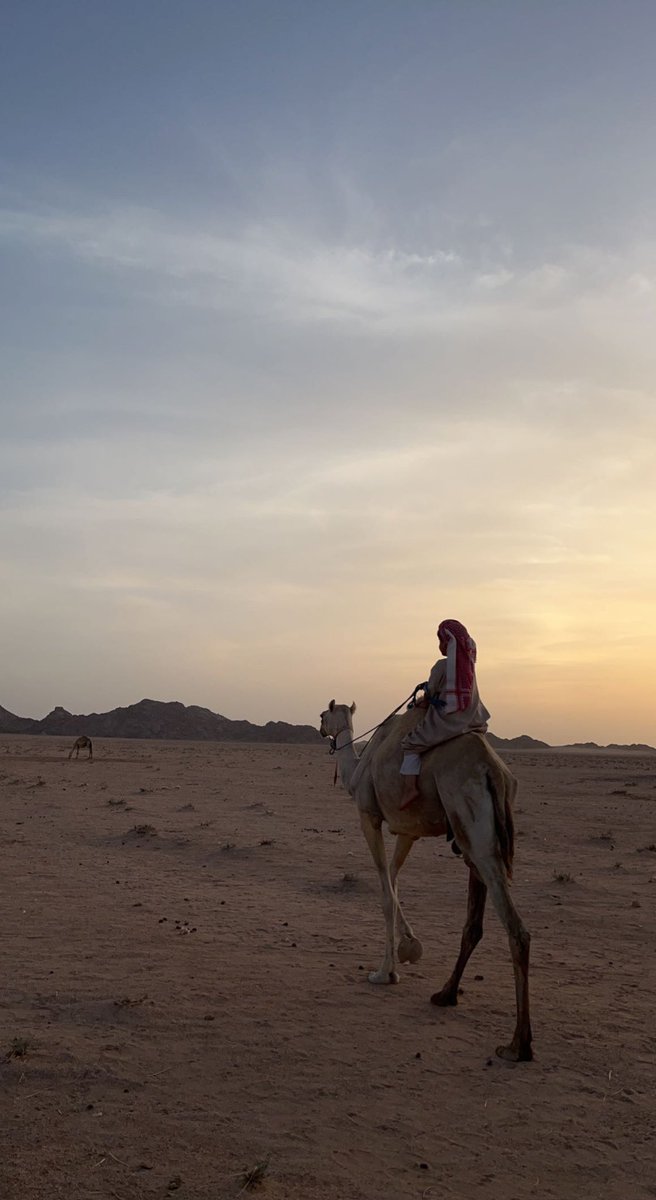f43an's tweet photo. ألا يانديبي من فوق عَمّليةٍ مطواع
شحمها يقضّ الكور من فوق غاربها

حويطيةٍ جتنا من الشام يوم تباع
وأبوها حويطي جيداتٍ مناسبها

عليها صبيٍ يقضي اللازمة بتّاع
صبيٍ يورد جابته ما يصوبها 

جابر القت - رحمه الله - . https://t.co/xp67wtJBlI