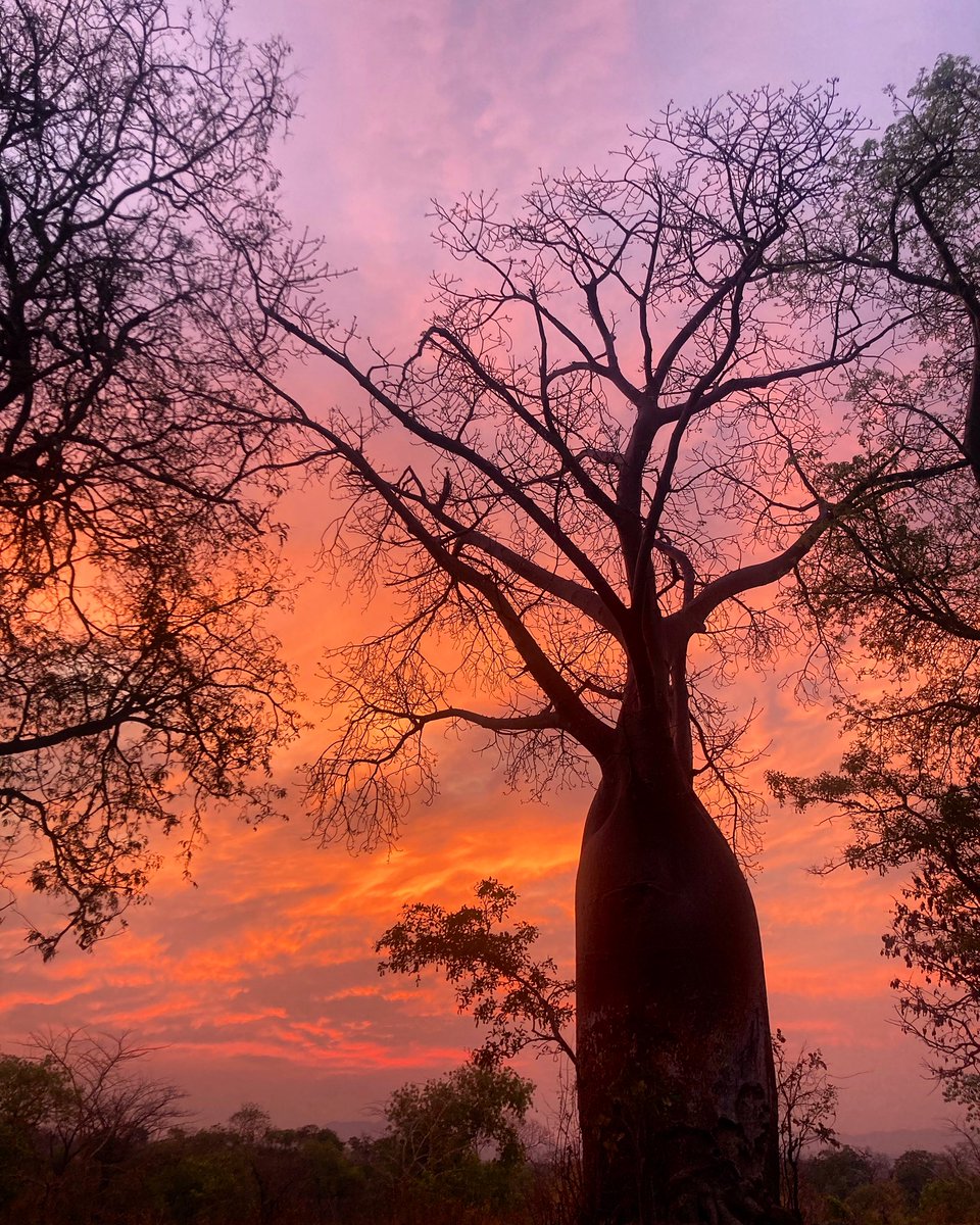 <a href="/StormHour/">#StormHour</a> Our entry to <a href="/StormHour/">#StormHour</a> #StormHour #POTW Dawn in Thuma Forest Reserve, Malawi 🇲🇼 <a href="/WagMalawi/">Wildlife Action Group Malawi</a>