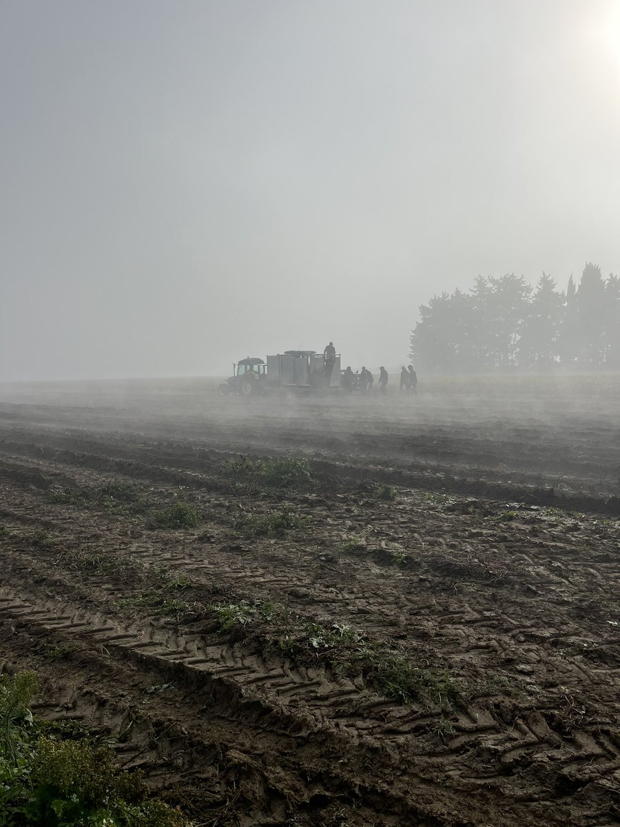fontaineclos's tweet photo. Top départ pour la récolte des plants de vignes 🌱
@FFPV20 @vitipeps https://t.co/q6f5TuxDR6