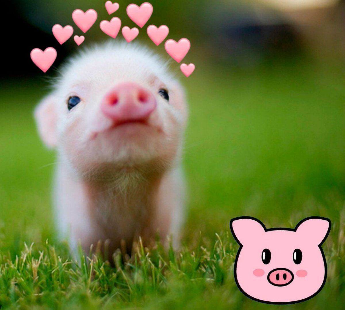 BAWUKSKI's tweet image. #PiggyLove #PiggyBSC

Feel the love piglets. ❤️
