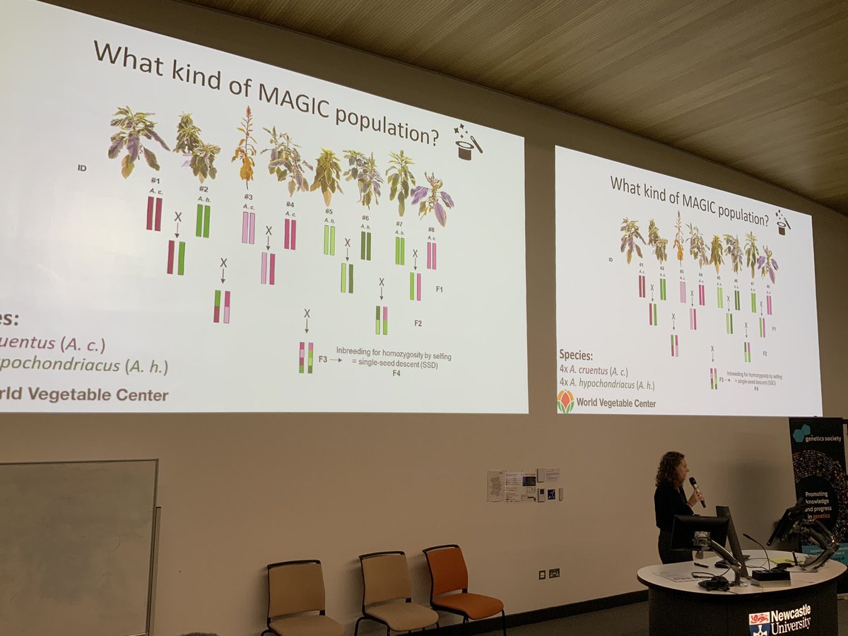 NikkiW_Hortic's tweet photo. Beautiful slides from Maud de Kinderen of @UniOfYork on Amaranth for diverse African Environments. @GenSocUK #geneticsfoodrevolution https://t.co/lL0oN7bpC1