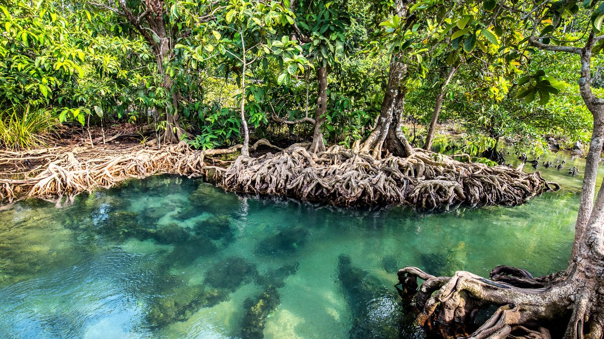 What can protect a tropical coast from rising tides and remove four times as much carbon from the atmosphere as a tropical rainforest? Check out why mangroves are becoming an engineer’s best friend ow.ly/lriW50Q51wu #mangroves #climateresilience