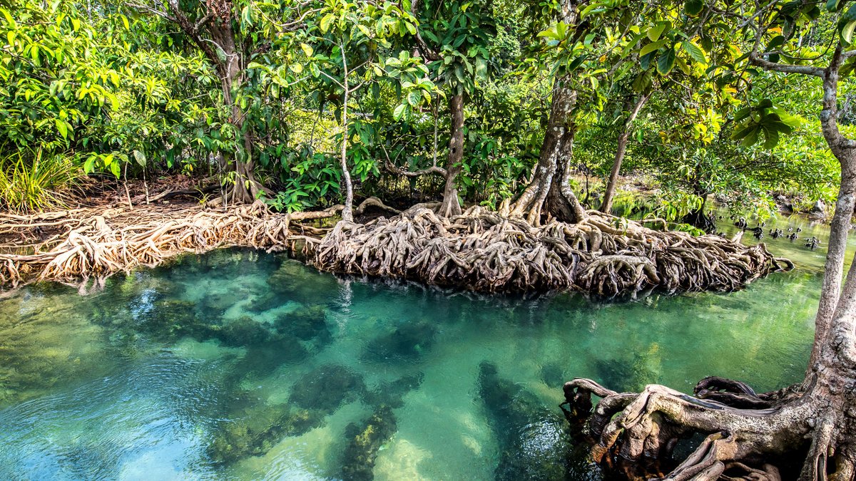 What can protect a tropical coast from rising tides and remove four times as much carbon from the atmosphere as a tropical rainforest? Check out why mangroves are becoming an engineer’s best friend ow.ly/lriW50Q51wu

#mangroves #climateresilience