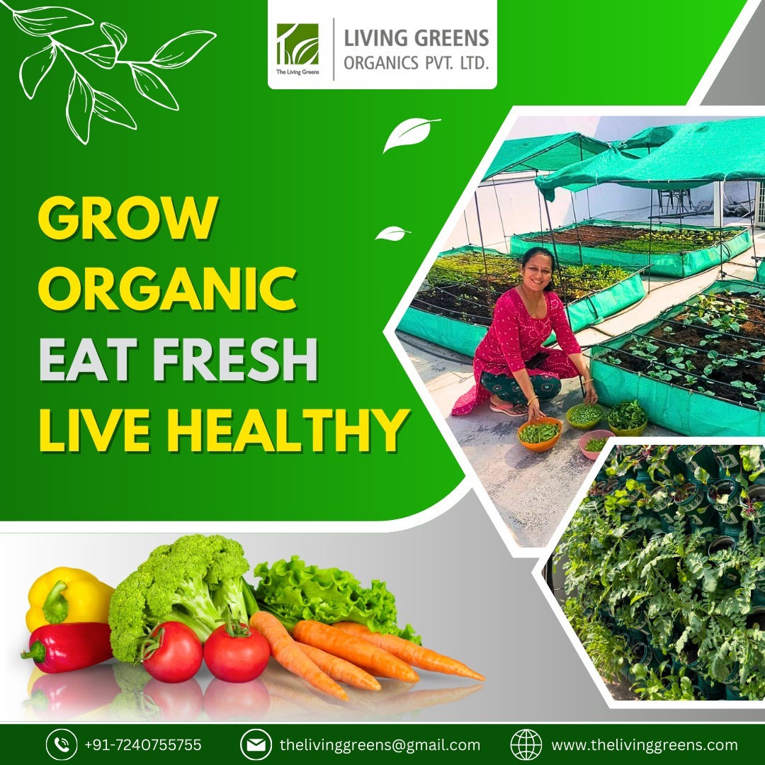 living_greens's tweet photo. GROW ORGANIC, EAT FRESH, LIVE HEALTHY – the recipe for a vibrant life! 🌿🍅🏋️♂️
.
Visit Us: https://t.co/lS6faQBI8t
.
#thelivinggreens #livinggreensorganics #urbanorganicfarming #organiceaters #schoolfarming #Urbanfarming #Urbanfarmingindia #futurefood #homegrownveggies #Jaipur https://t.co/nlDwOddP56