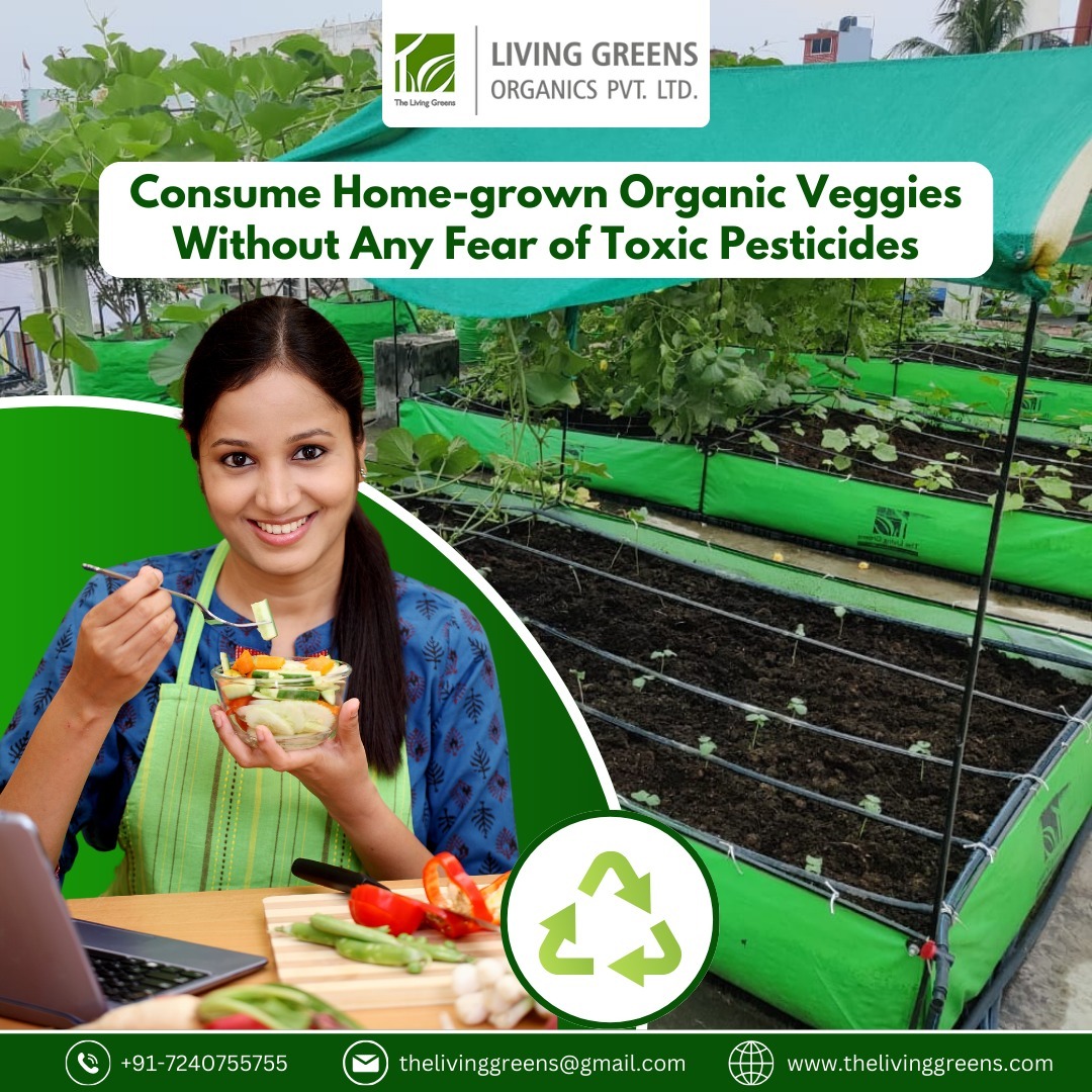 living_greens's tweet photo. GROW ORGANIC, EAT FRESH, LIVE HEALTHY – the recipe for a vibrant life! 🌿🍅🏋️♂️
.
Visit Us: https://t.co/lS6faQBI8t
.
#thelivinggreens #livinggreensorganics #urbanorganicfarming #organiceaters #schoolfarming #Urbanfarming #Urbanfarmingindia #futurefood #homegrownveggies #Jaipur https://t.co/nlDwOddP56
