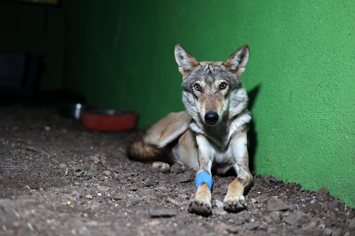 Neha Panchamiya tweet media