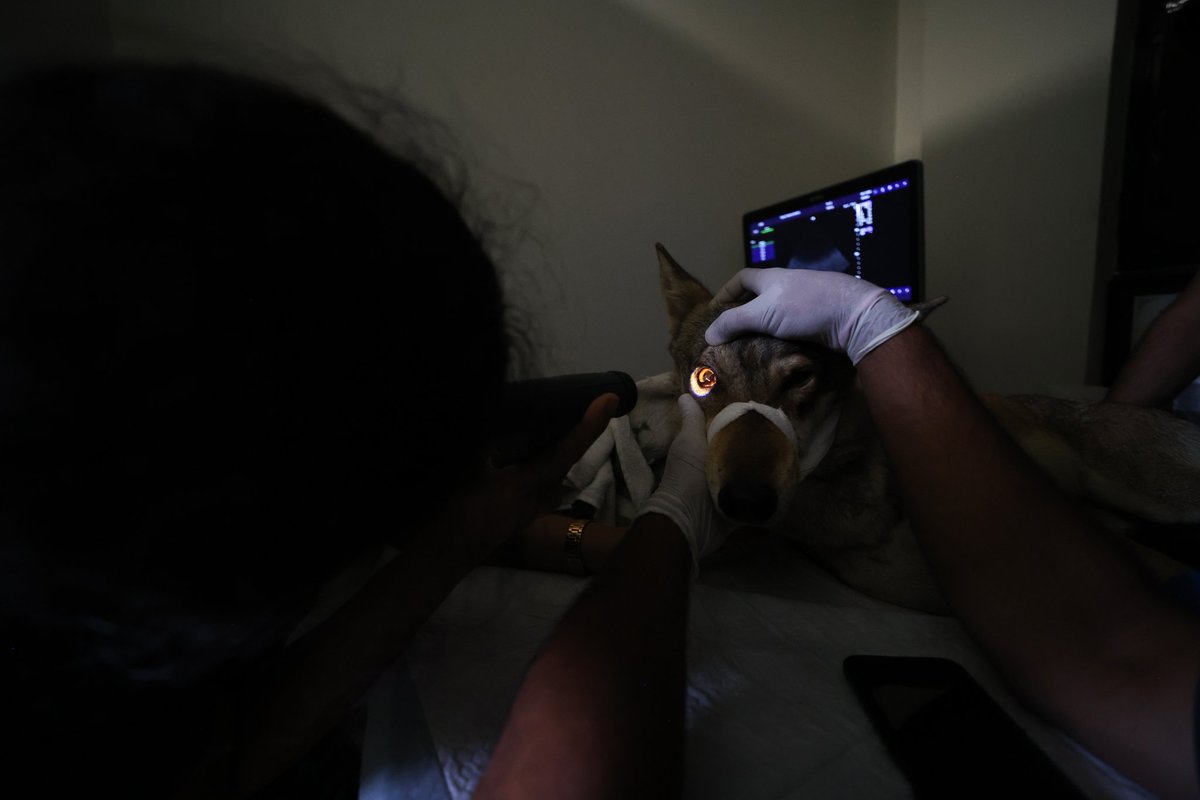 Neha Panchamiya tweet media