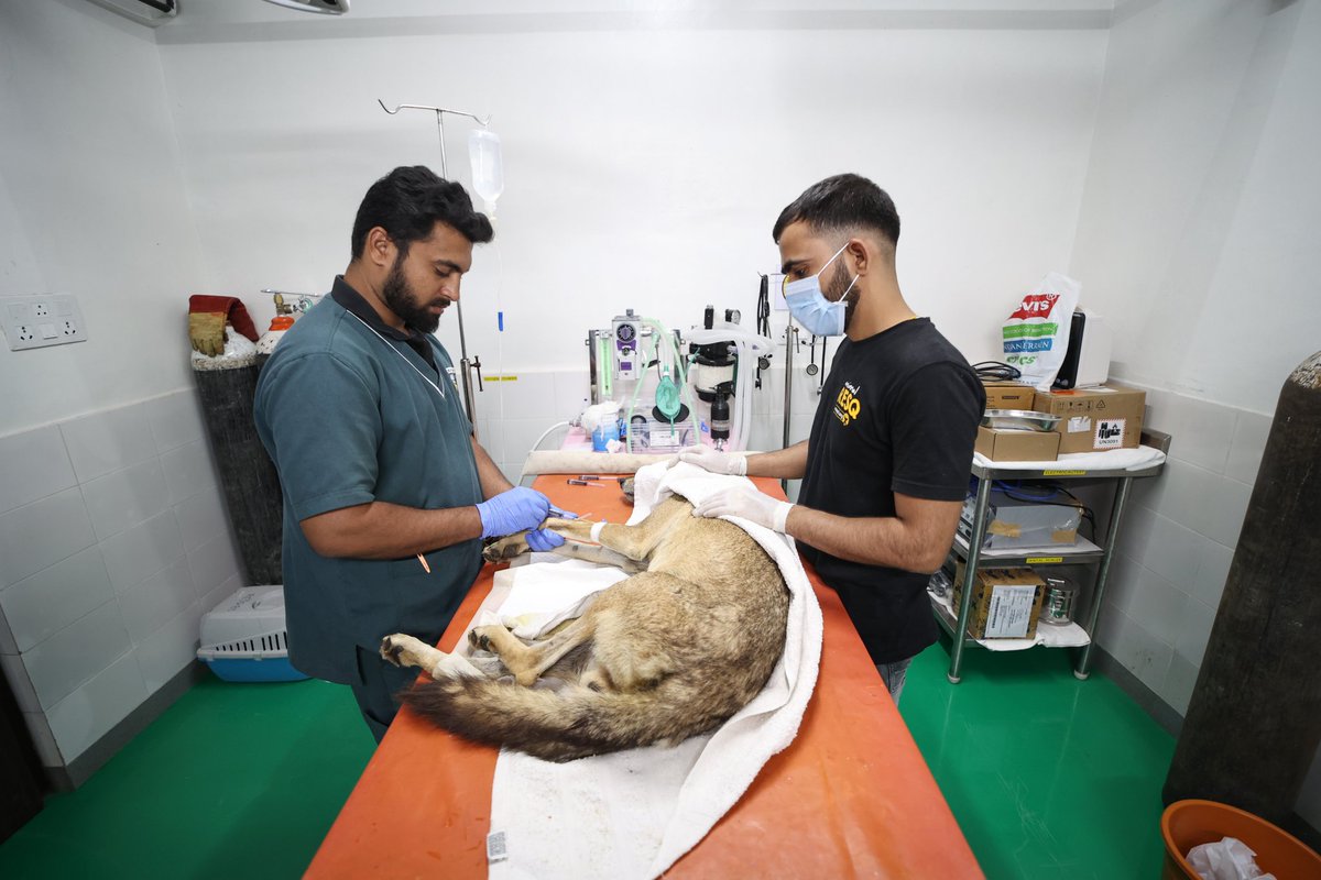 Neha Panchamiya (@neha_panchamiya) on Twitter photo A lone wolf in Dhule was in distress, too weak to stand and seemingly blind. Dhule Forest Department team rescued him and brought him to <a href="/Resq_EcoEcho/">RESQ_Eco_Echo</a> Nashik where our team worked tirelessly to stabilize him on arrival. Although he's now on his feet, his vision is compromised, A lone wolf in Dhule was in distress, too weak to stand and seemingly blind. Dhule Forest Department team rescued him and brought him to <a href="/Resq_EcoEcho/">RESQ_Eco_Echo</a> Nashik where our team worked tirelessly to stabilize him on arrival. Although he's now on his feet, his vision is compromised,