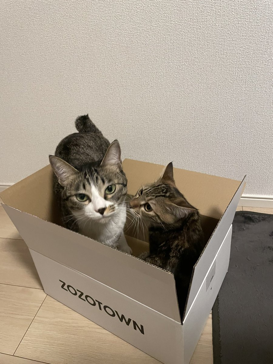 HtYusuke's tweet photo. どうか当たってください🐈#ZOZOWEEK箱CP https://t.co/yGCRzZ8Zeu