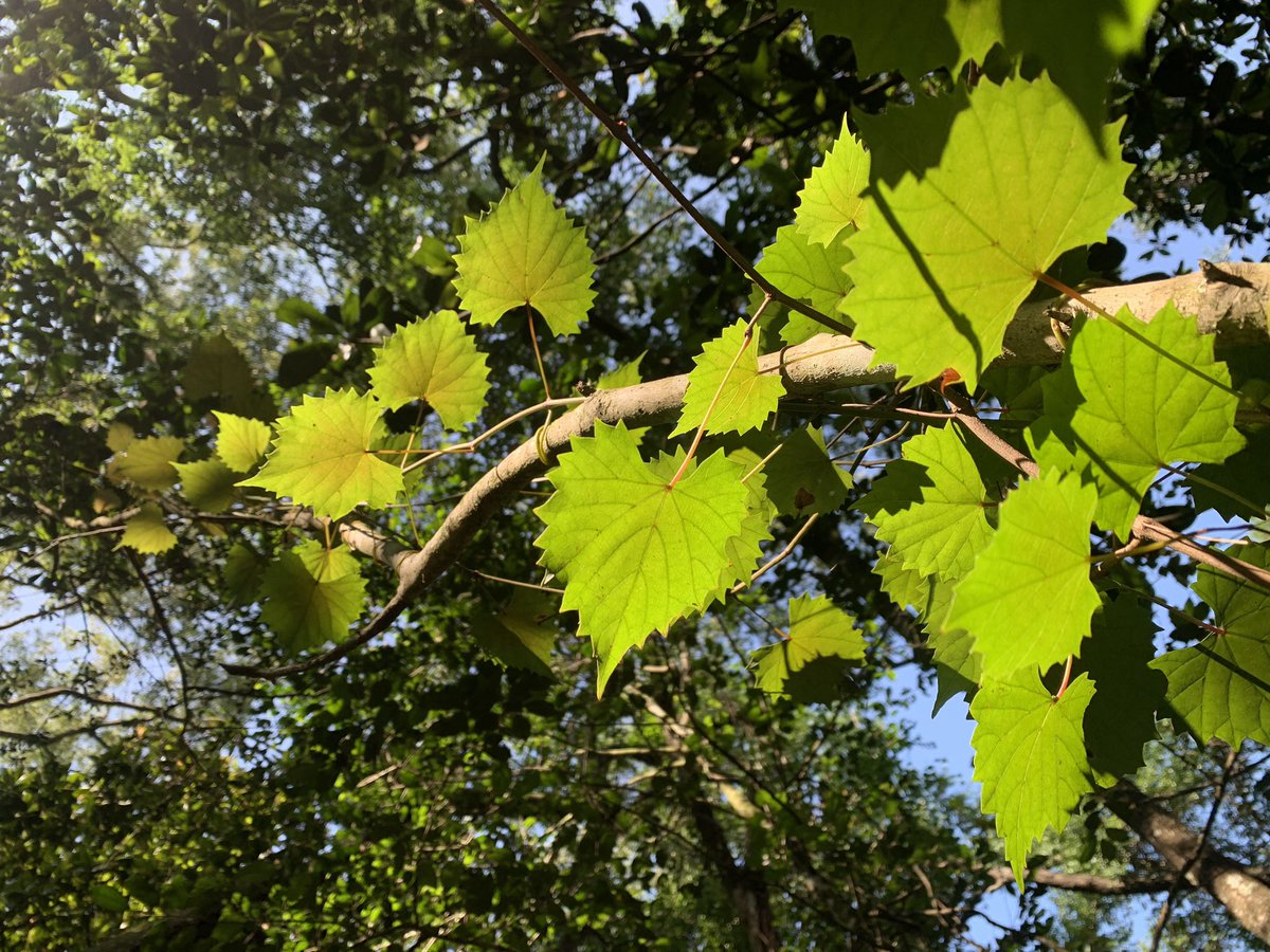 📢Passionate about #Vitaceae and #Evolution?🍇🧬😎
Share your research at #IBC2024 's 'Systematics, Biogeography, Adaptation and Utilization of the #grape family Vitaceae' symposium!
👉🏾More info here: ibcmadrid2024.com/index.php?secc…
 Deadline: November 30.