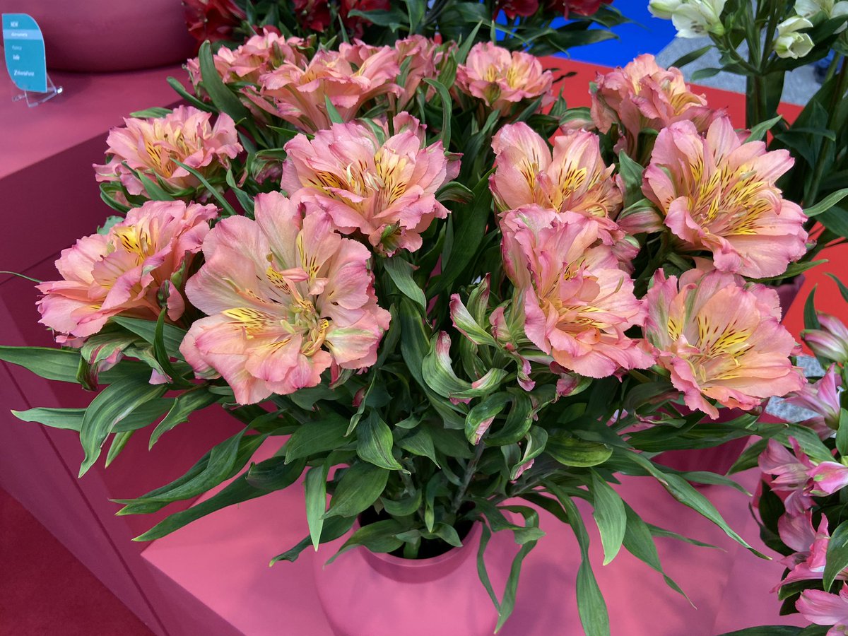 Hilverda laat een dubbele Alstroemeria zien. Ik heb nog nooit een dubbele gezien. Heel bijzonder!  Op de IFTF in Vijfhuizen te zien.