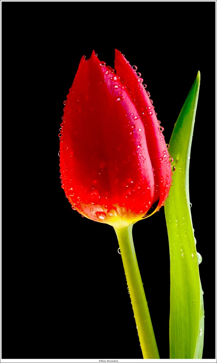Hans_Berendsen's tweet photo. @RTMomentPhotos One for #MatchThisColor is #redphotography ๐ https://t.co/mlsZEDAMto
