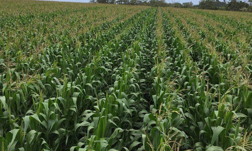 MpondaSabinus's tweet photo. If you believe that you can success through maize farming please like and repost. https://t.co/UAfP08OVik