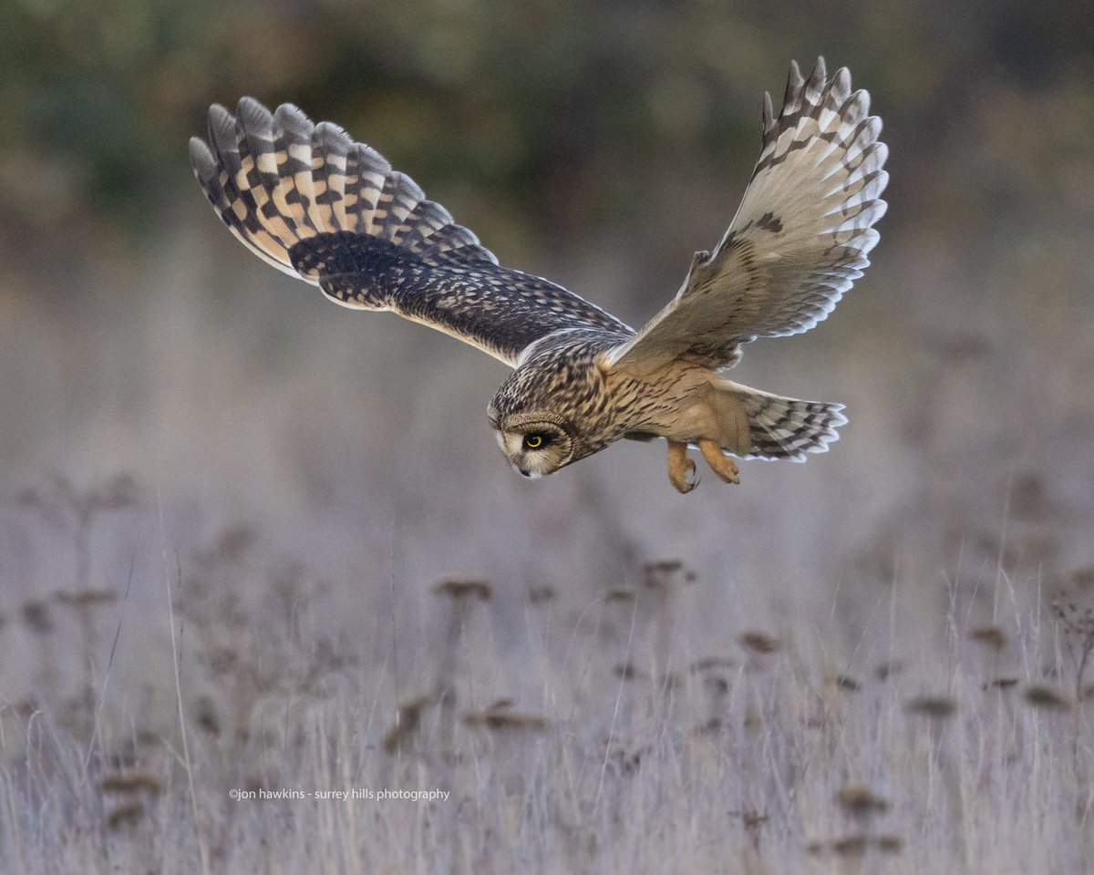 This time of year it’s fabulous to photograph Short-eared Owls #shortearedowl #owl #birdsinflight #owls #wildlifephotography #nature #surreyhillsphotography @CanonUKandIE #canonR5