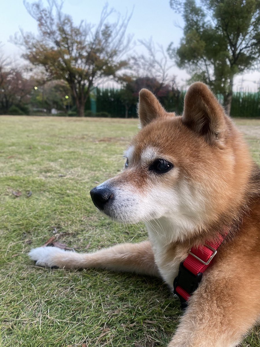 またまた久々の投稿に🐕
愛知県長久手にある杁ヶ池公園で✨