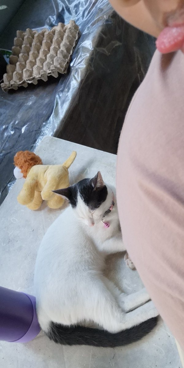 yzasdiary's tweet photo. everyone deserves to see my cat https://t.co/xoCLzpPlvf